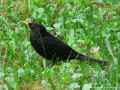 Черный дрозд фото (Turdus merula) - изображение №2674 onbird.ru.<br>Источник: pigletinportugal.com
